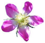 Rosa glauca, Blüte